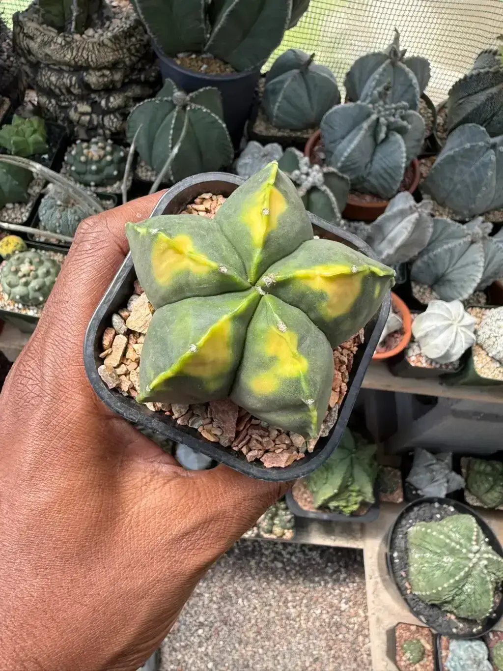 Astrophytum myriostigma cv. Kohyo