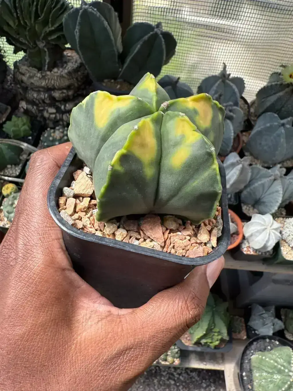 Astrophytum myriostigma cv. Kohyo - Image 2