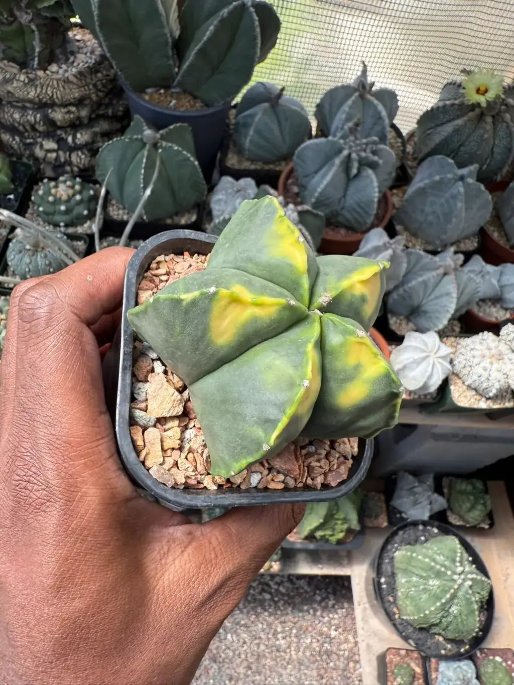 Astrophytum myriostigma cv. Kohyo - Image 3