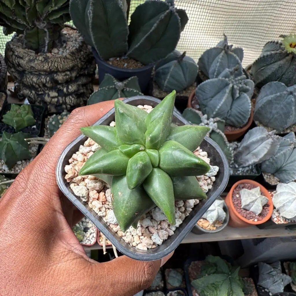 Astrophytum myriostigma cv. "Super" Kikko