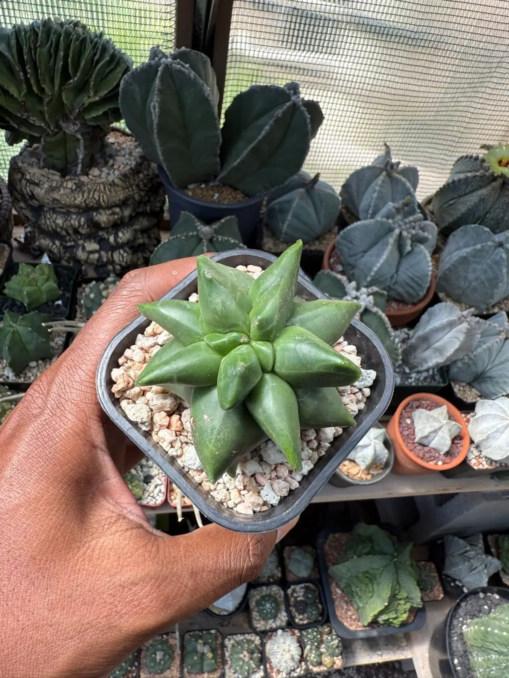 Astrophytum myriostigma cv. "Super" Kikko