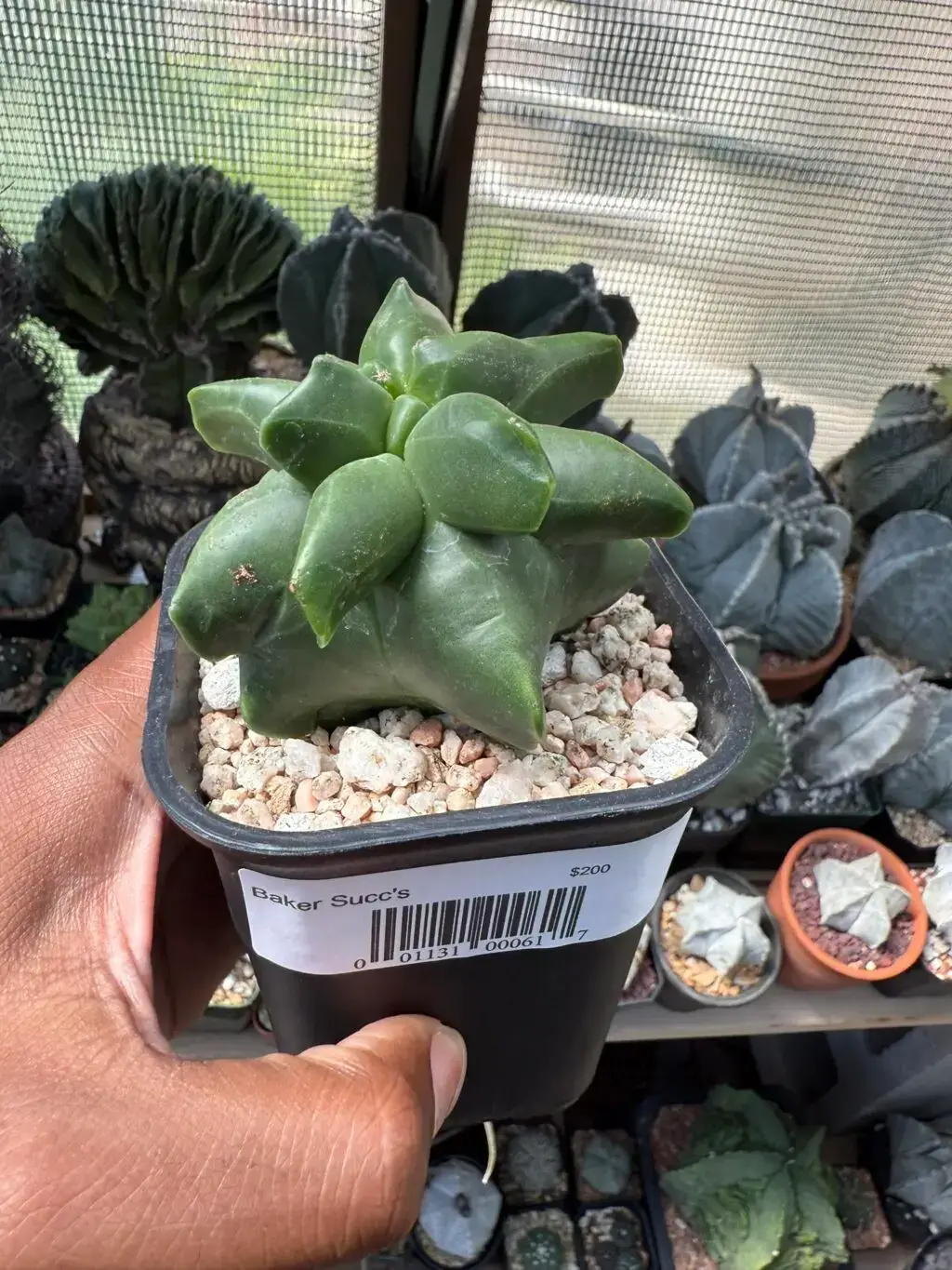 Astrophytum myriostigma cv. "Super" Kikko - Image 2