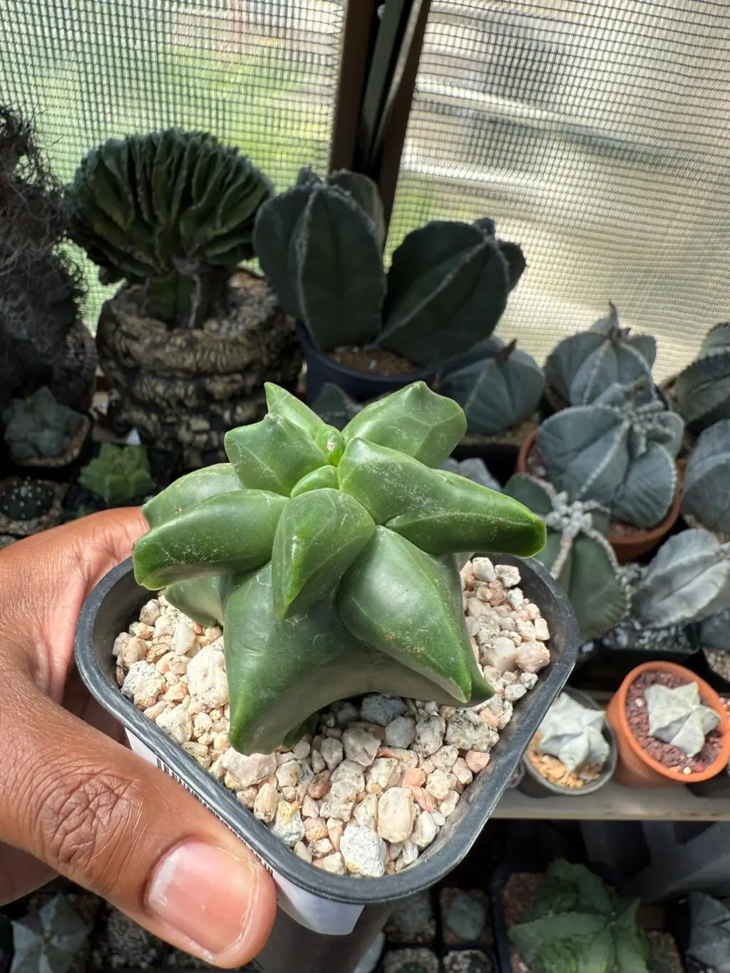 Astrophytum myriostigma cv. "Super" Kikko - Image 4