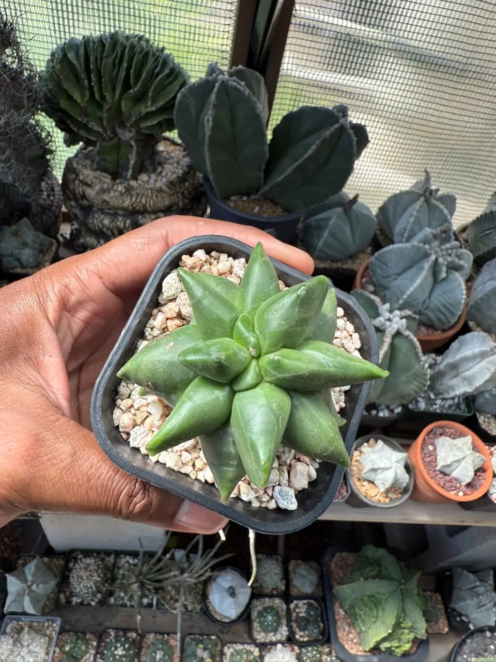 Astrophytum myriostigma cv. "Super" Kikko - Image 3