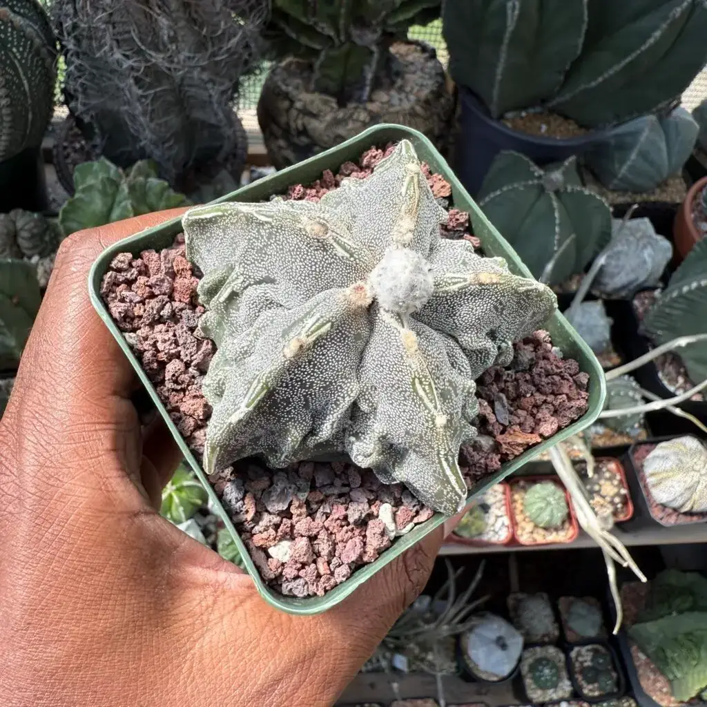 Astrophytum myriostigma cv. Fukuryu