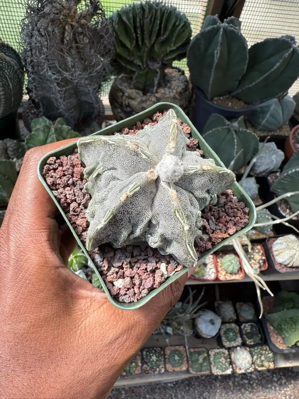 Astrophytum myriostigma cv. Fukuryu