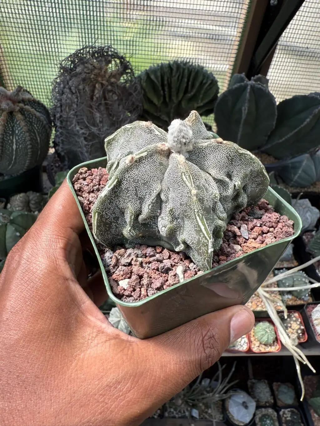 Astrophytum myriostigma cv. Fukuryu - Image 2