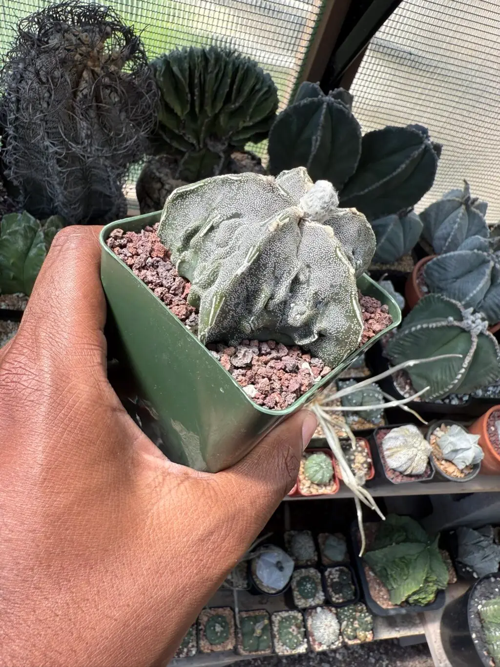 Astrophytum myriostigma cv. Fukuryu - Image 3