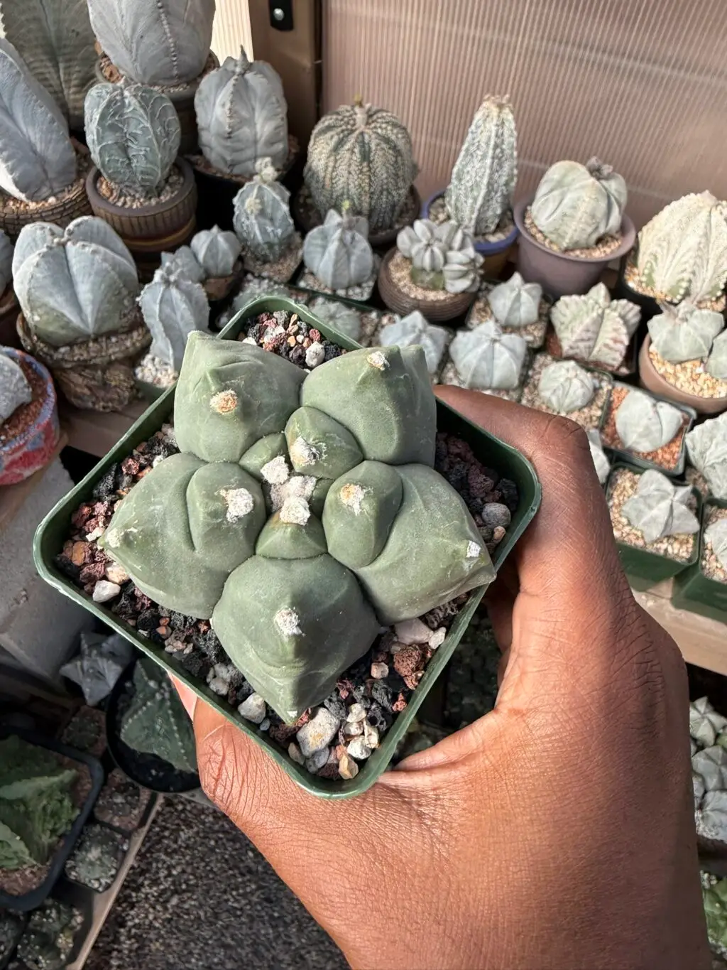 Astrophytum myriostigma cv. Kikko - Image 3