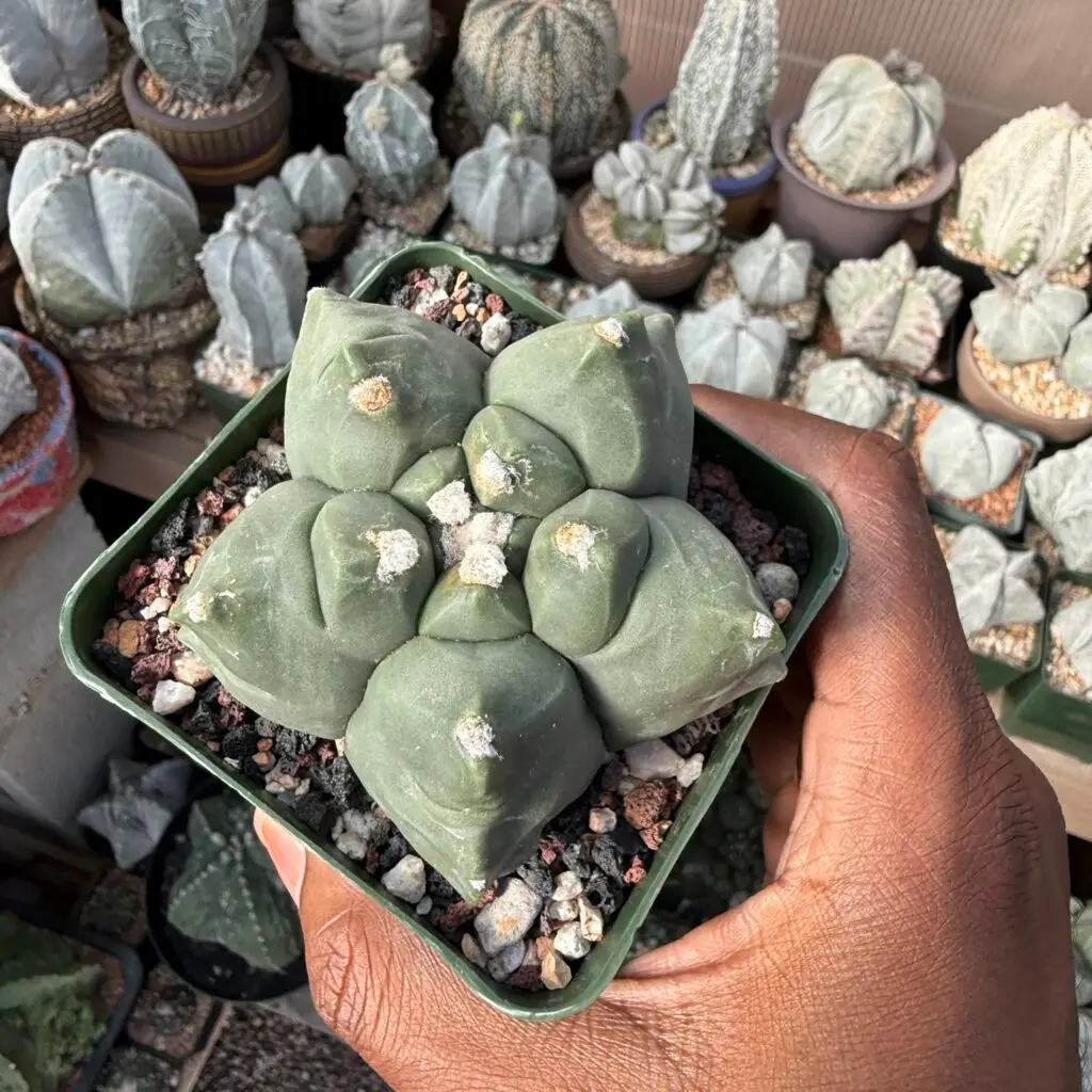 Astrophytum myriostigma cv. Kikko