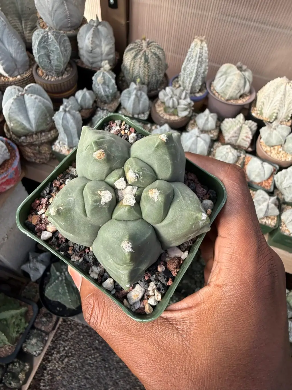 Astrophytum myriostigma cv. Kikko