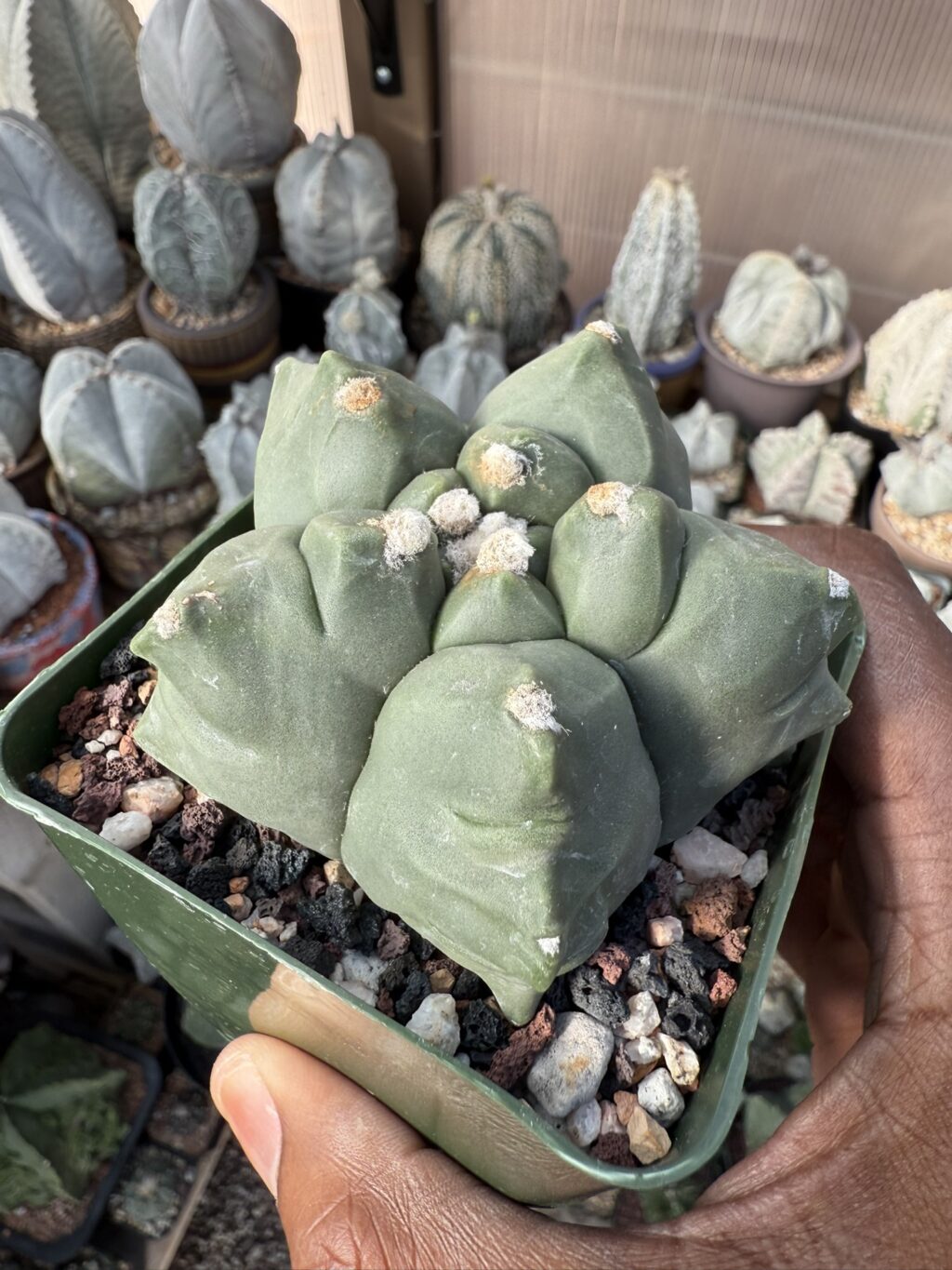 Astrophytum myriostigma cv. Kikko - Image 2