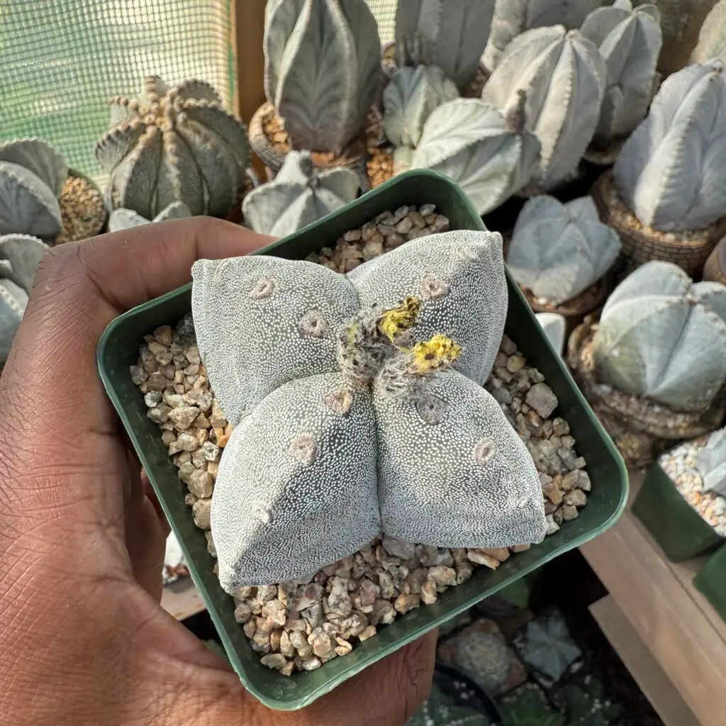 Astrophytum myriostigma quadricostatum