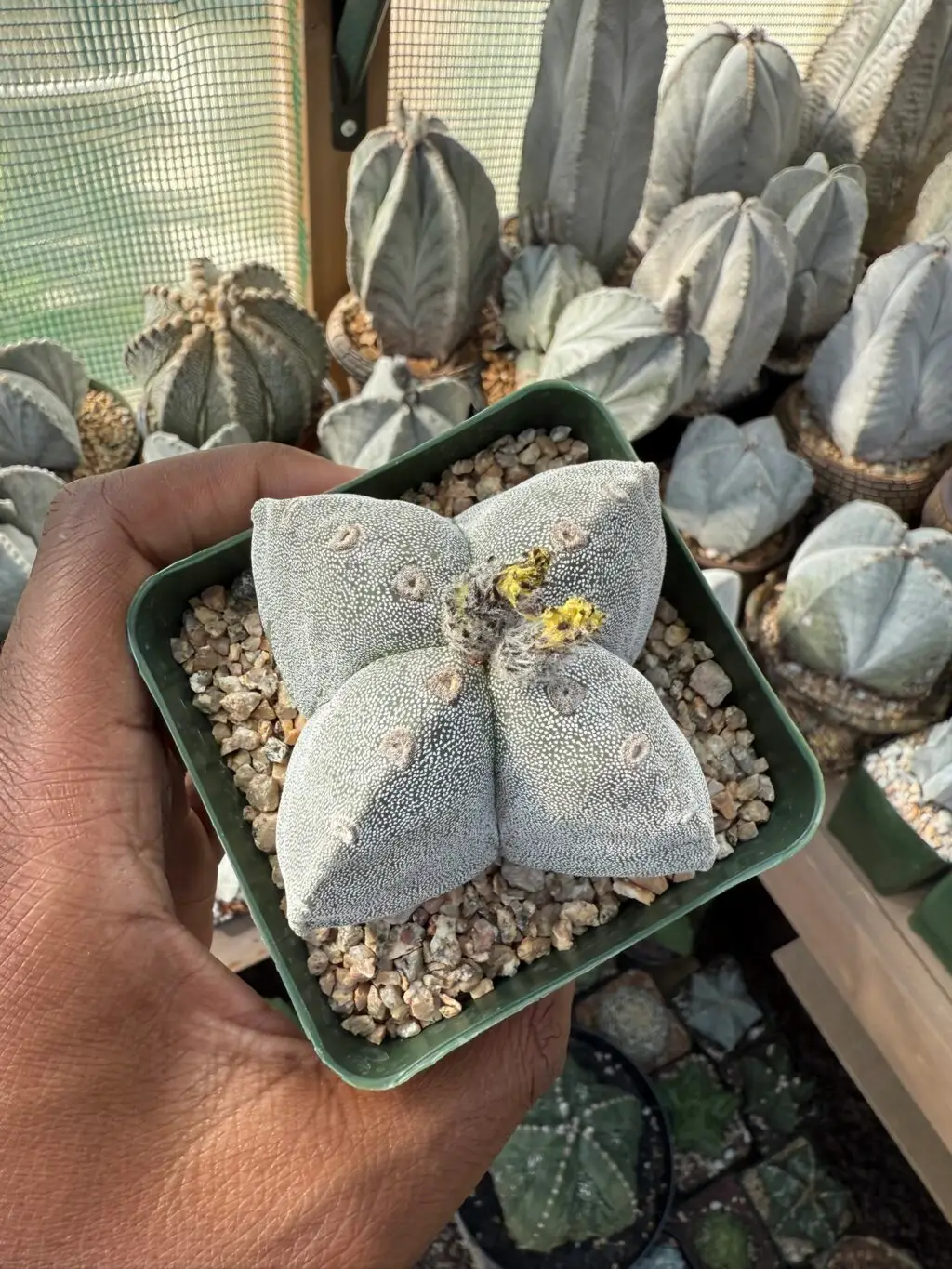 Astrophytum myriostigma quadricostatum