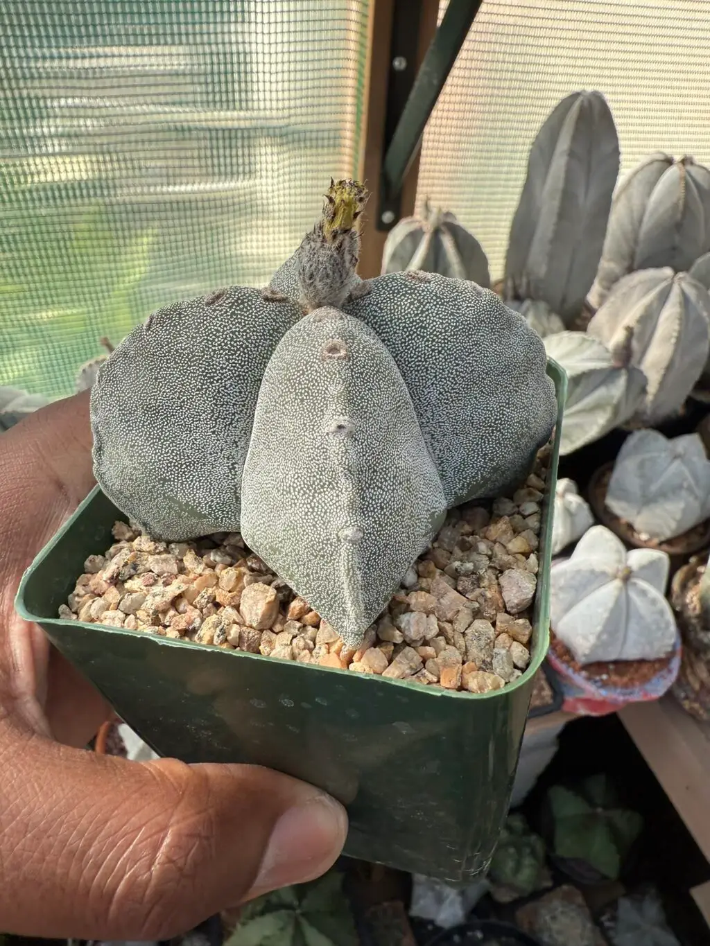 Astrophytum myriostigma quadricostatum - Image 2