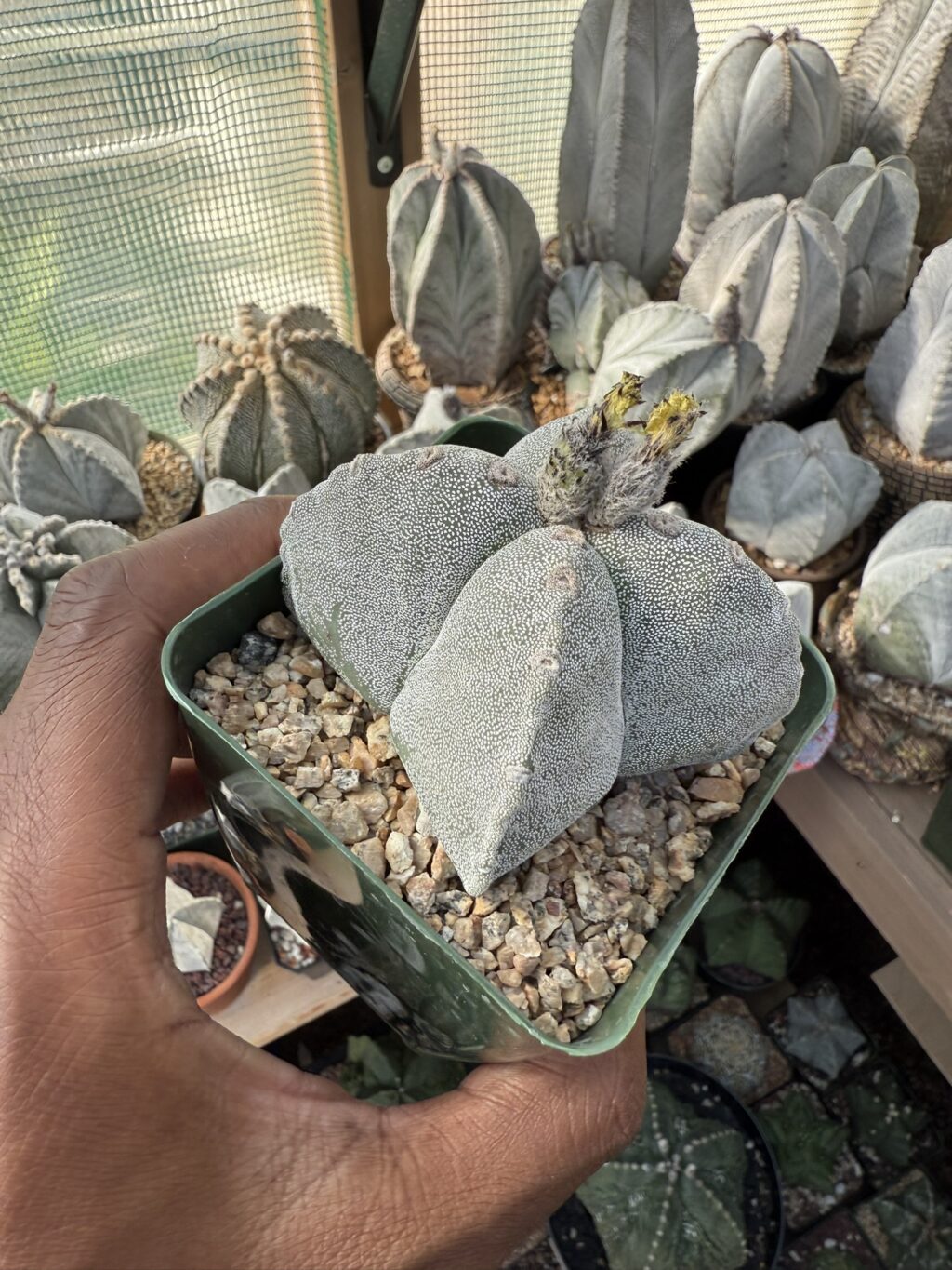 Astrophytum myriostigma quadricostatum - Image 3