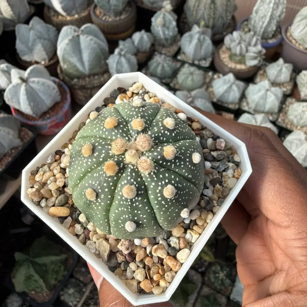 Astrophytum asterias