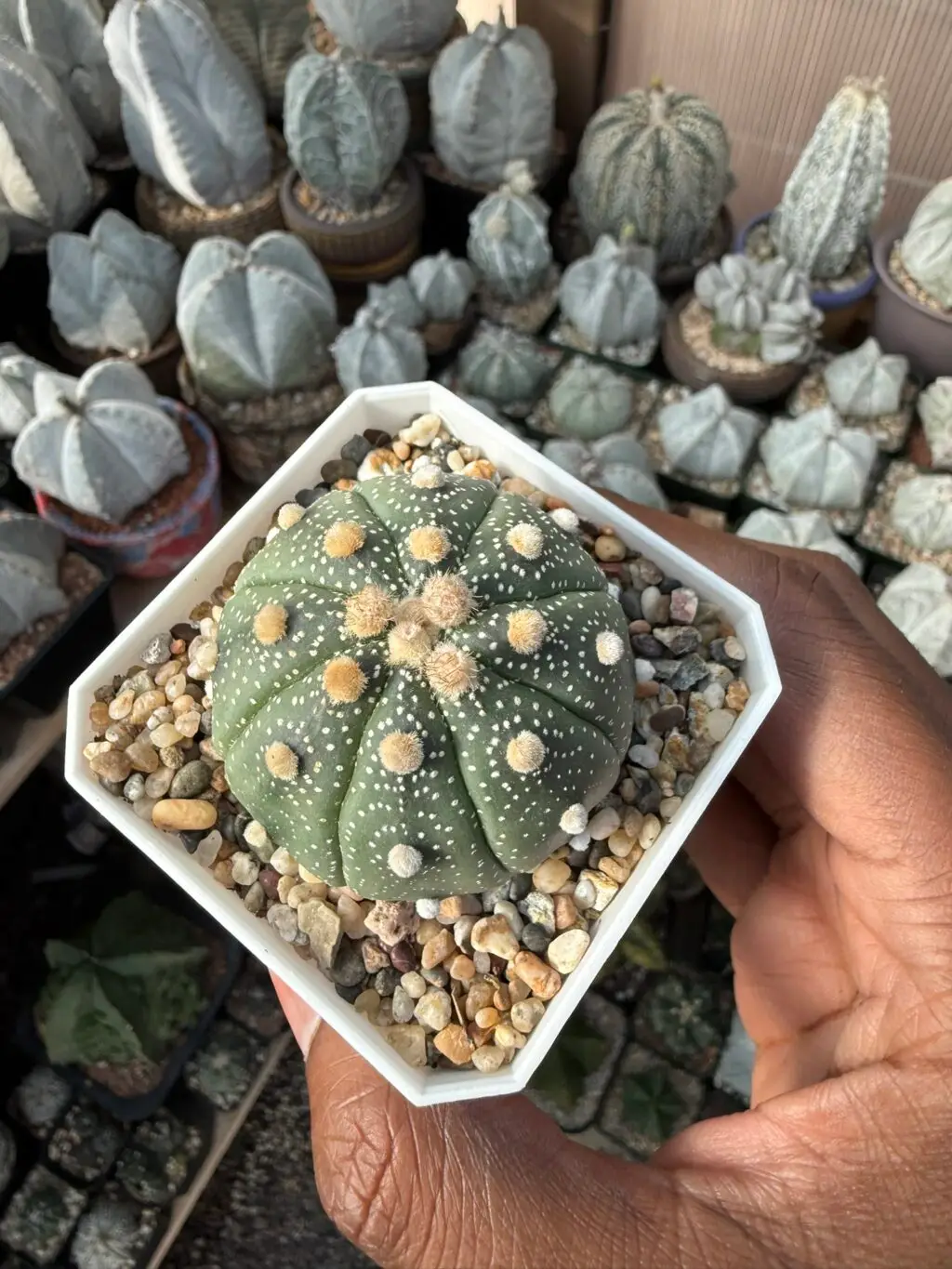 Astrophytum asterias