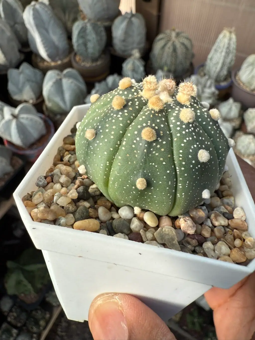 Astrophytum asterias - Image 3