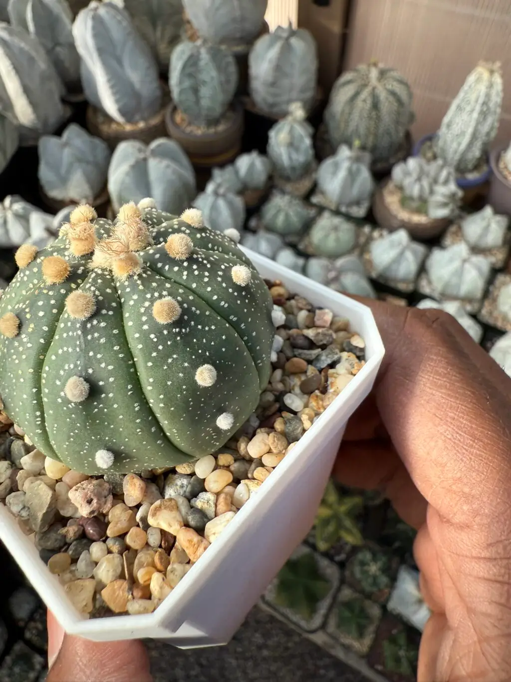 Astrophytum asterias - Image 2