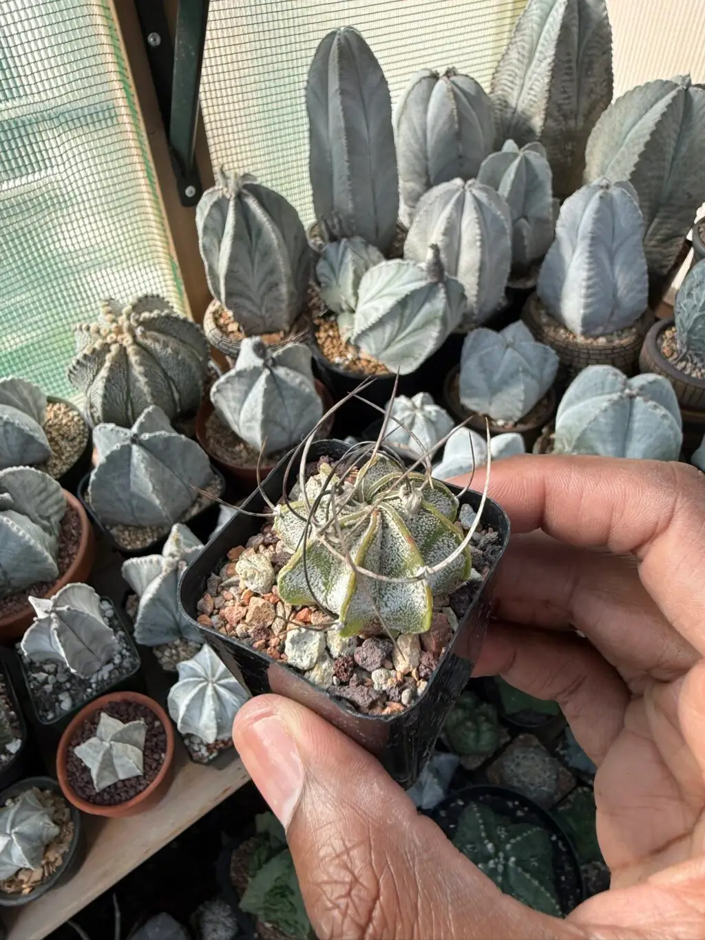 Astrophytum capricorne - Image 3
