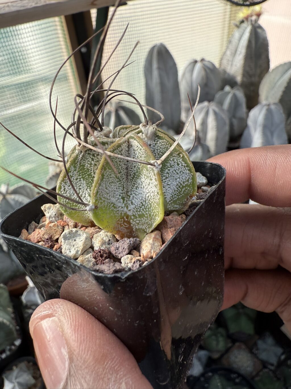 Astrophytum capricorne - Image 2