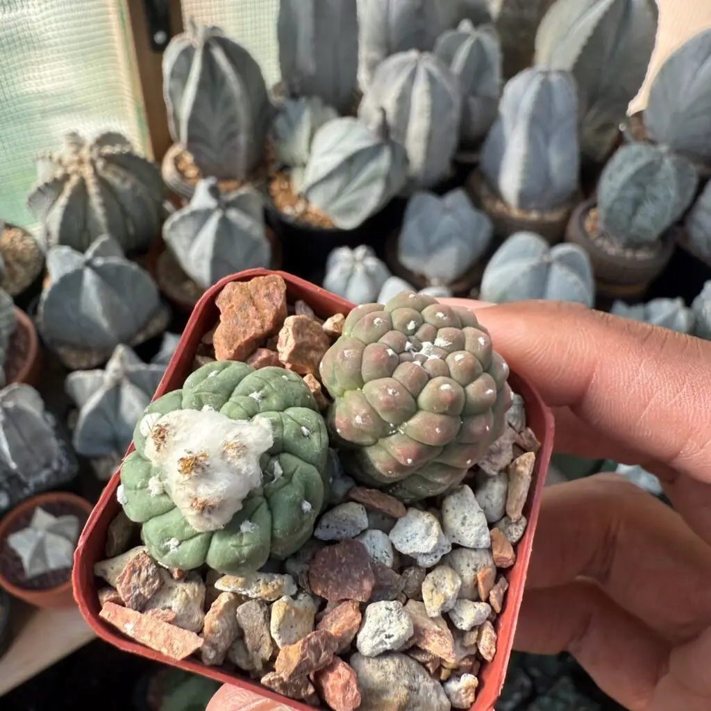 Astrophytum asterias cv. Kikko Lizard Skin Bundle