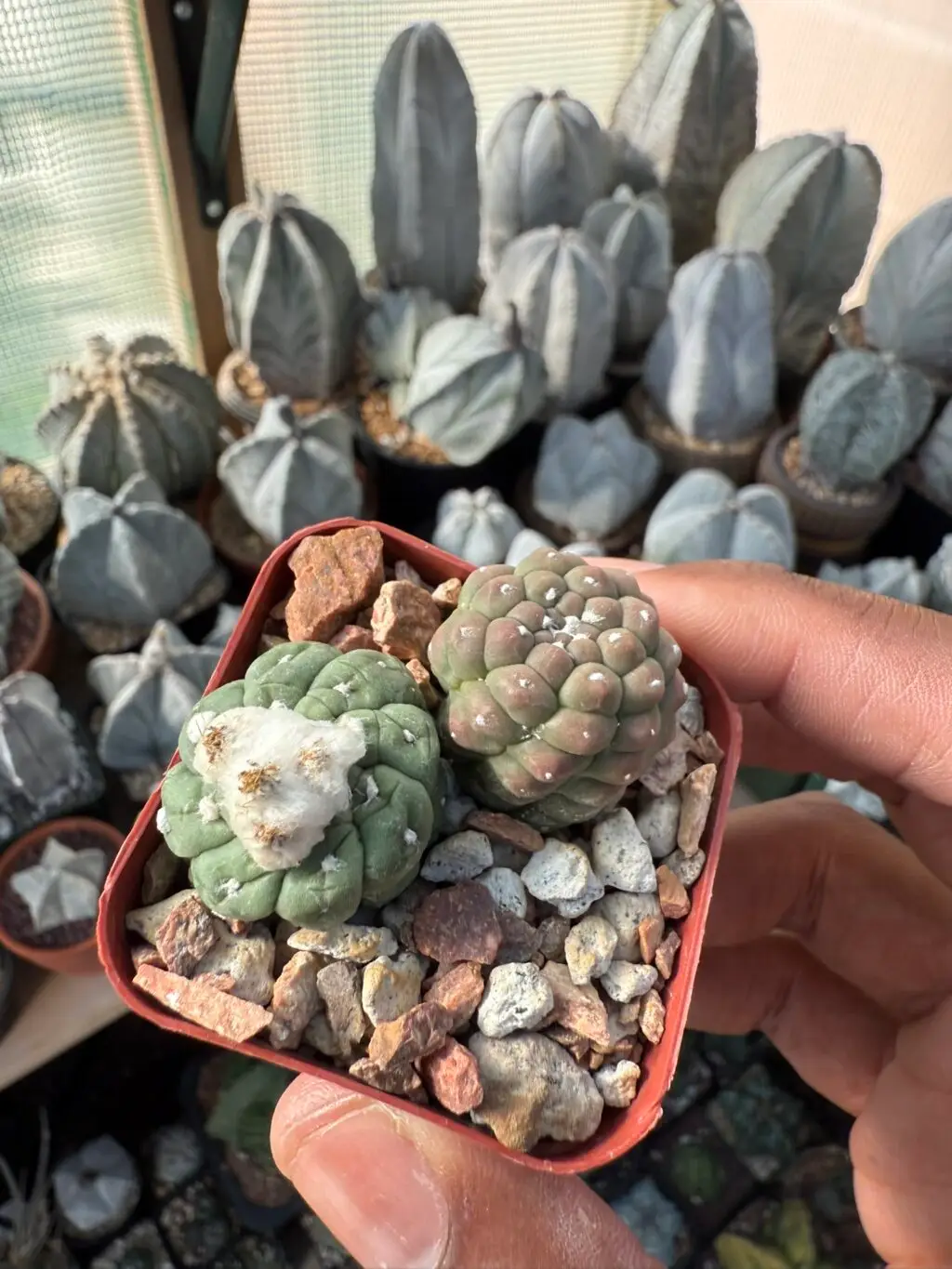 Astrophytum asterias cv. Kikko Lizard Skin Bundle