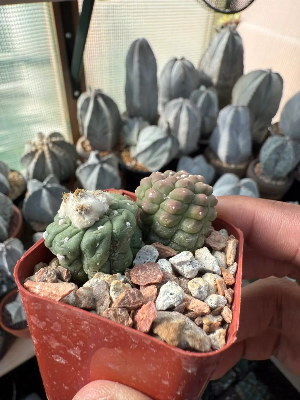 Astrophytum asterias cv. Kikko Lizard Skin Bundle - Image 2