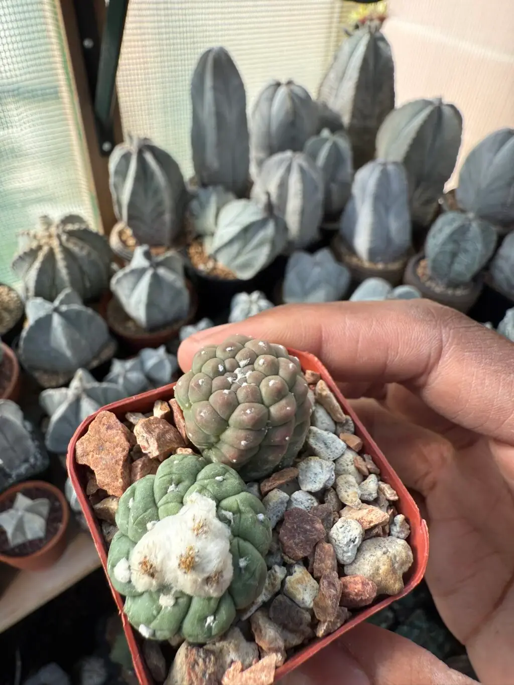 Astrophytum asterias cv. Kikko Lizard Skin Bundle - Image 3