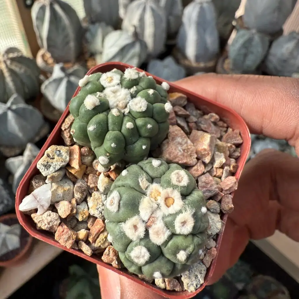 Astrophytum asterias cv. Kikko Lizard Skin Bundle