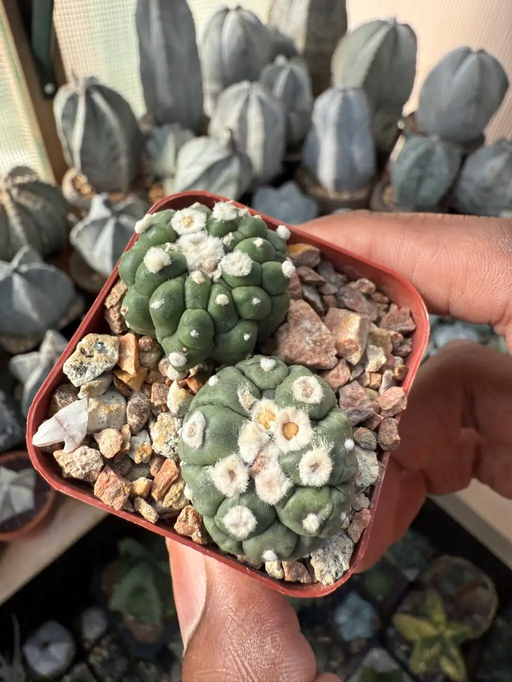 Astrophytum asterias cv. Kikko Lizard Skin Bundle