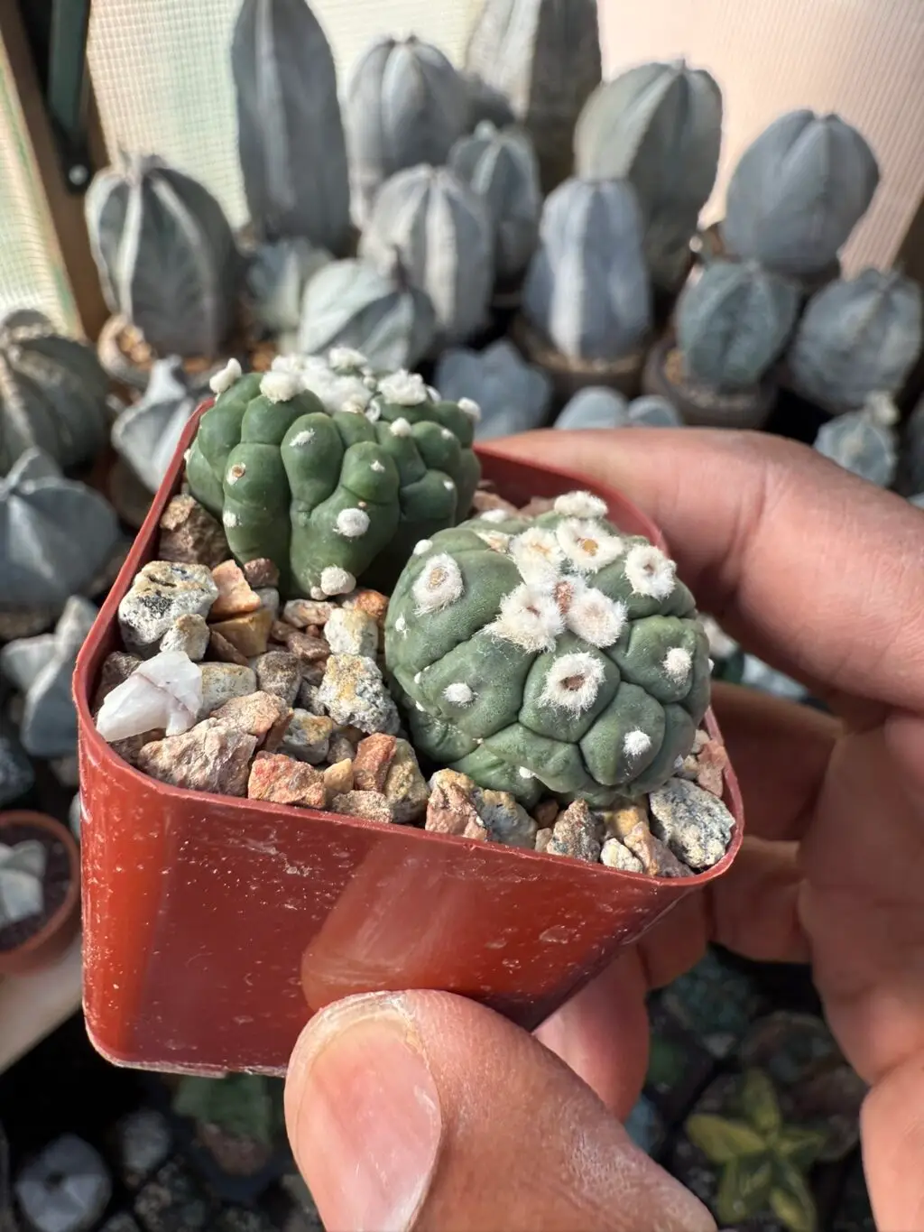 Astrophytum asterias cv. Kikko Lizard Skin Bundle - Image 3