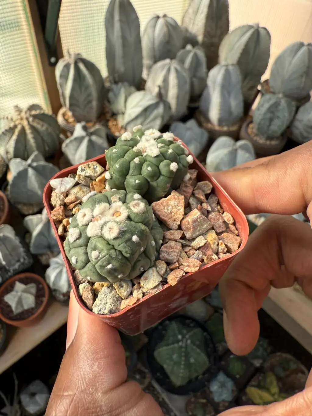 Astrophytum asterias cv. Kikko Lizard Skin Bundle - Image 2