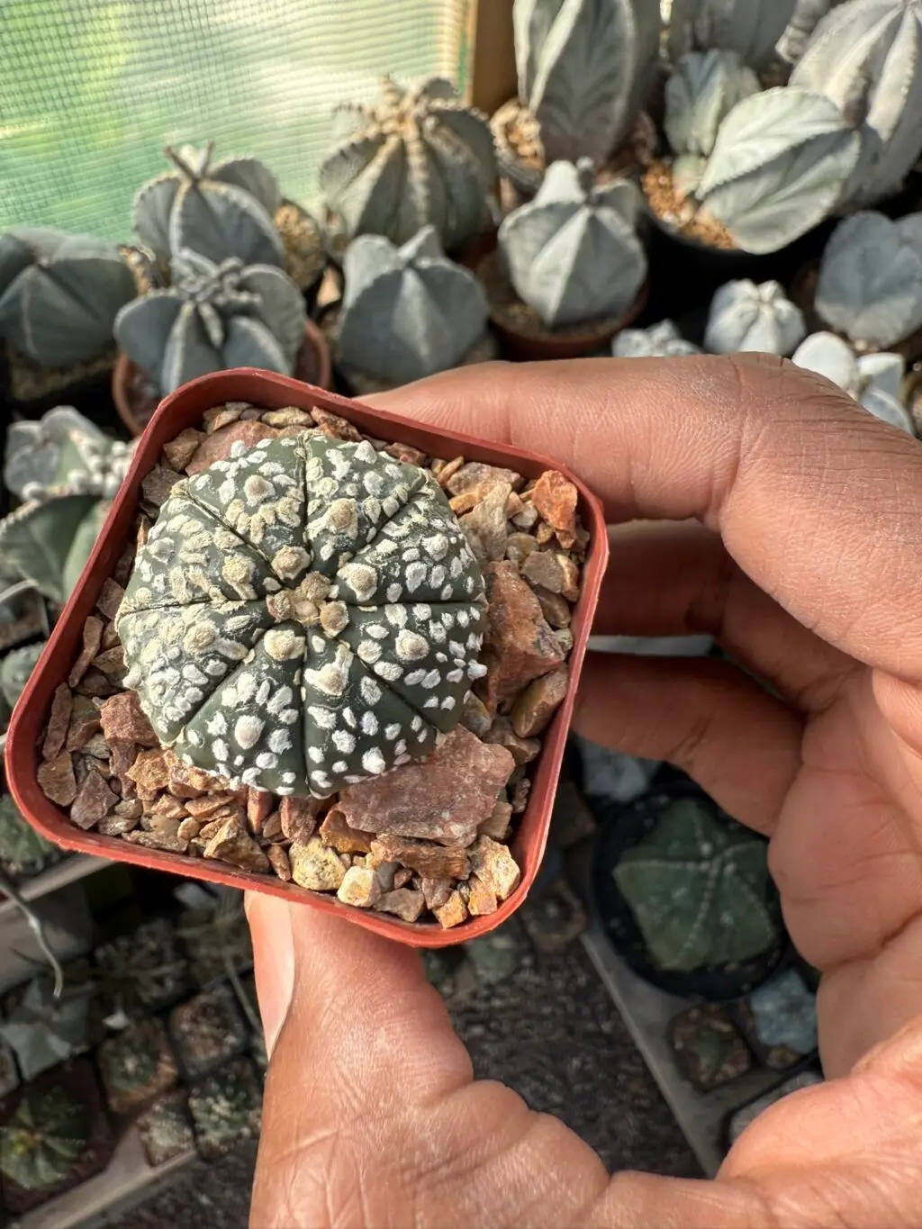 Astrophytum asterias cv. Superkabuto - Image 3