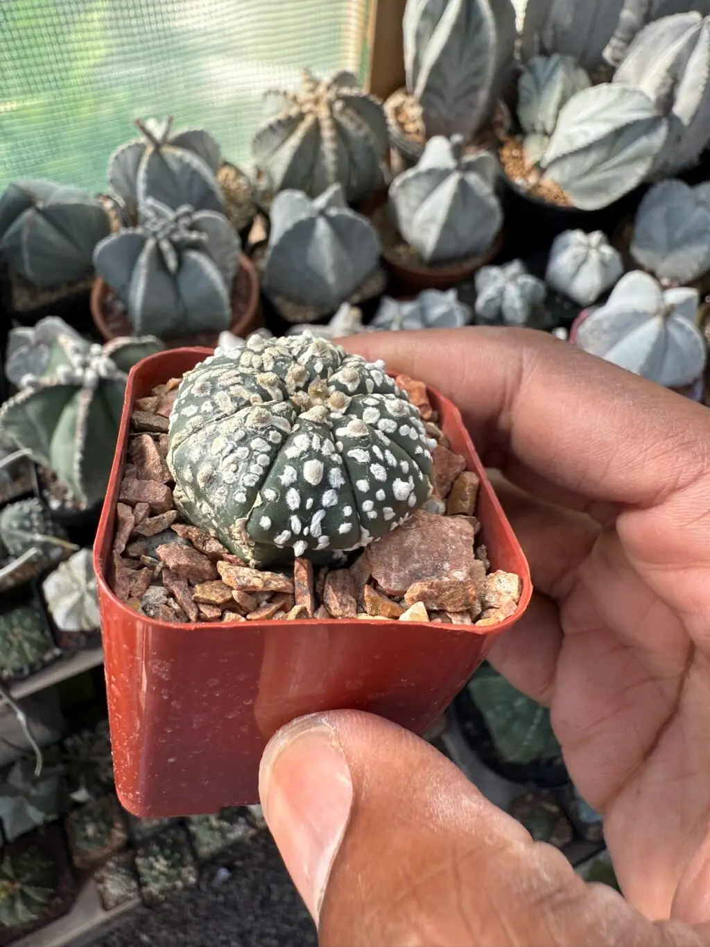 Astrophytum asterias cv. Superkabuto - Image 2