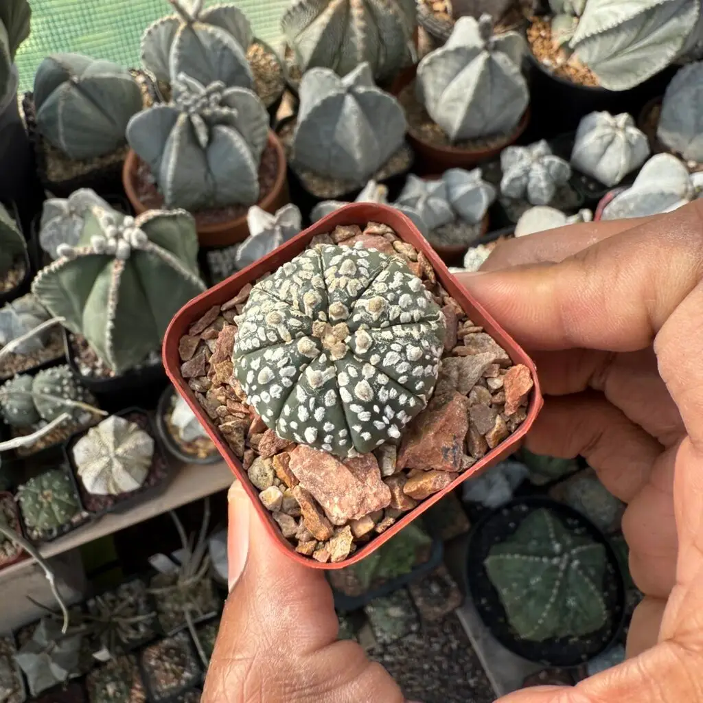 Astrophytum asterias cv. Superkabuto