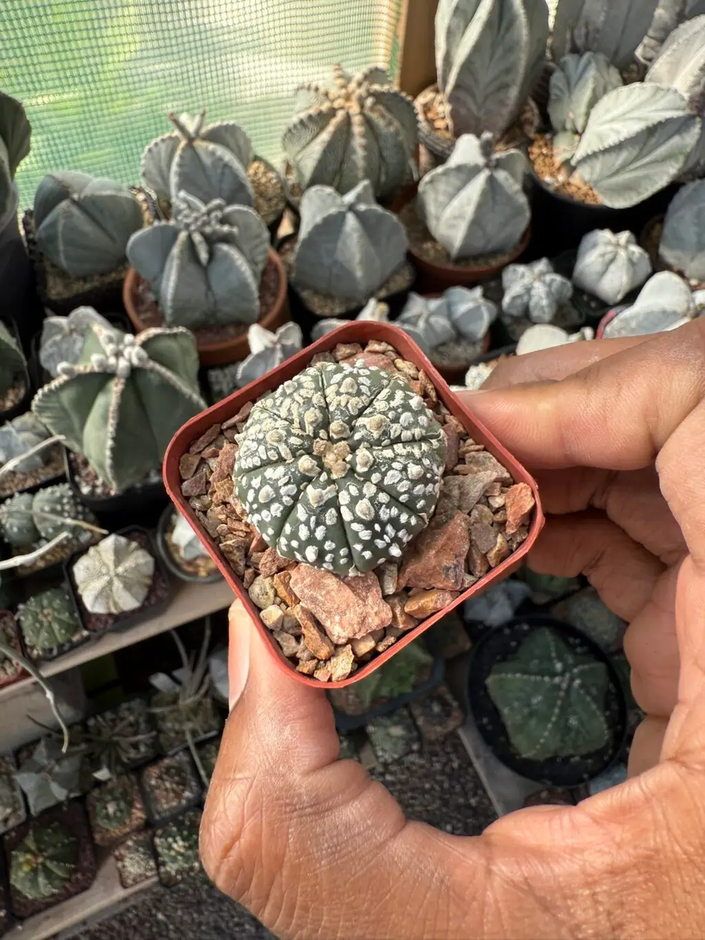Astrophytum asterias cv. Superkabuto