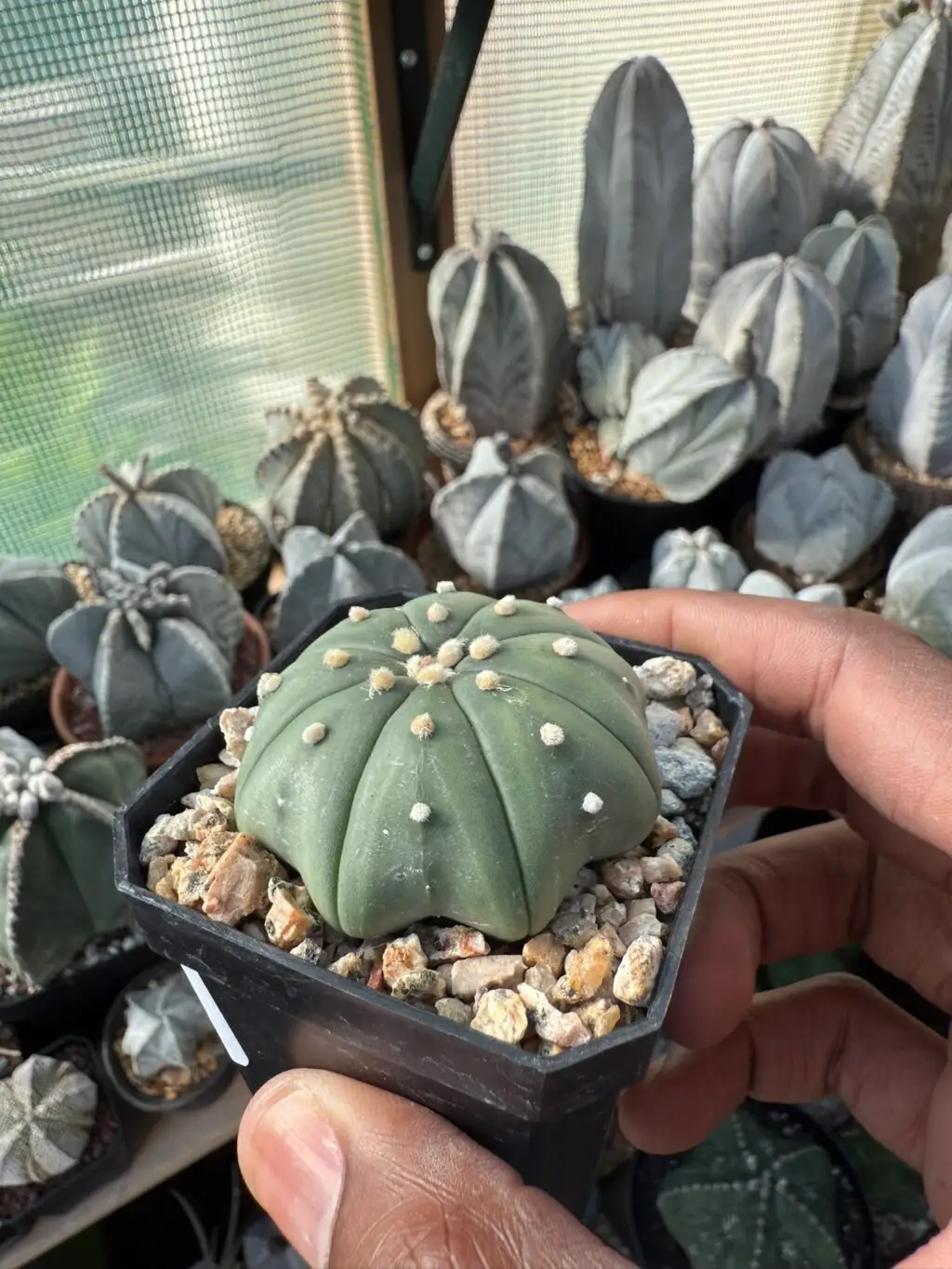 Astrophytum asterias "Star Shape" - Image 2
