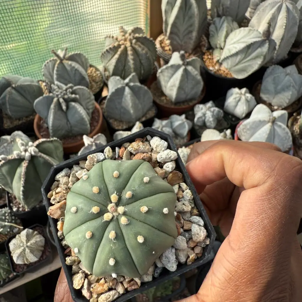 Astrophytum asterias "Star Shape"