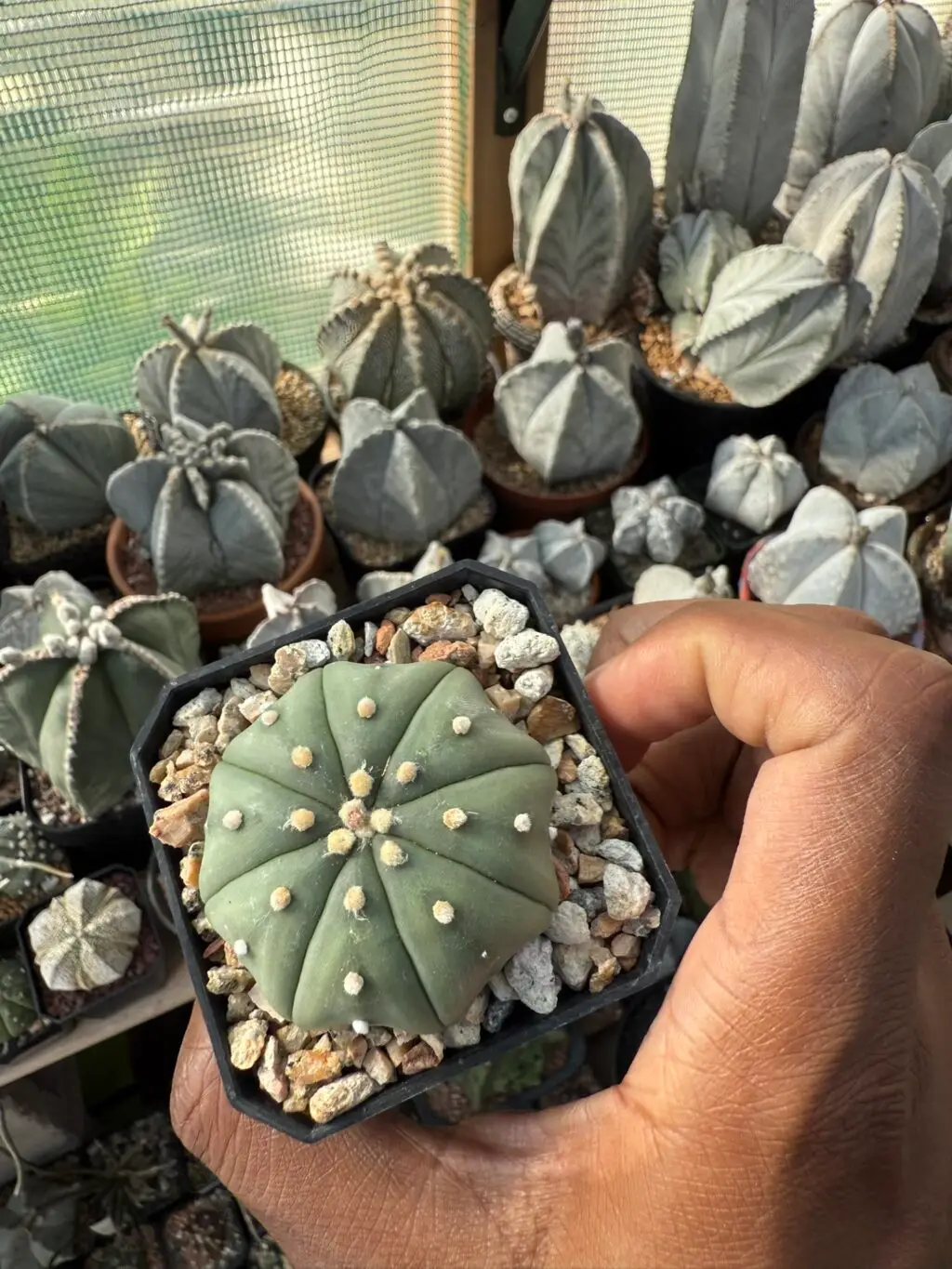 Astrophytum asterias "Star Shape"