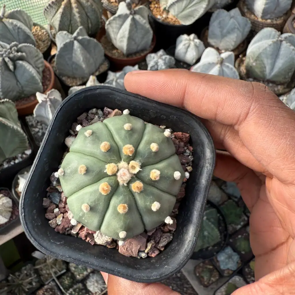 Astrophytum asterias