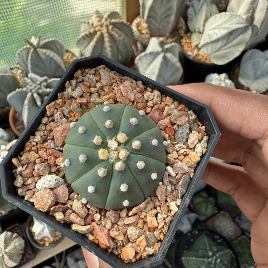 Astrophytum asterias