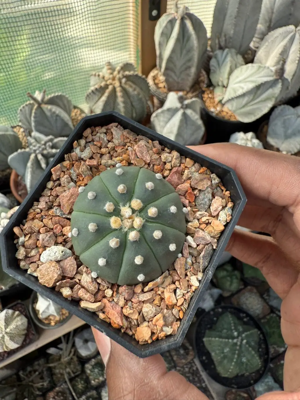 Astrophytum asterias