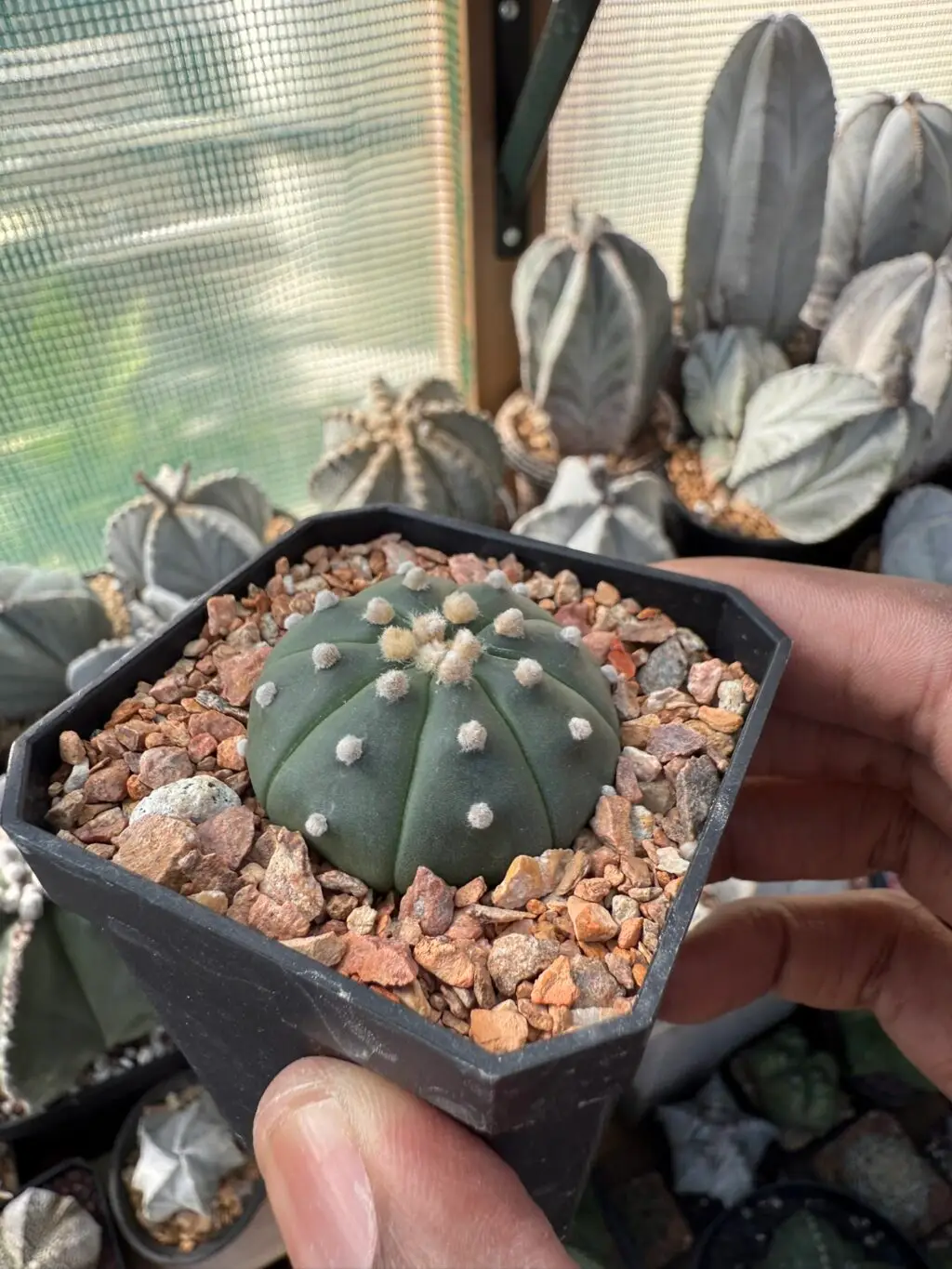Astrophytum asterias - Image 2