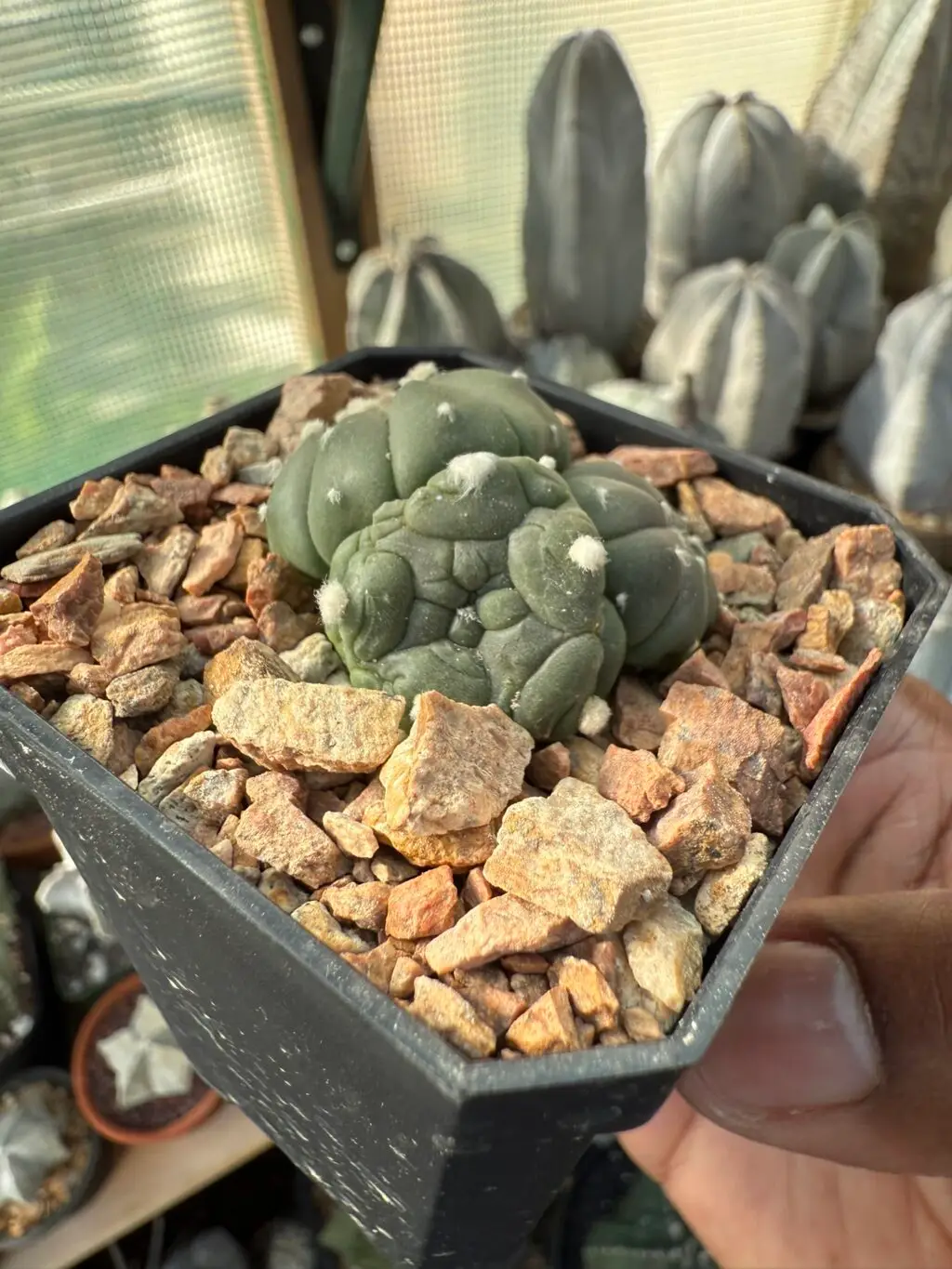 Astrophytum asterias 3 headed - Image 3
