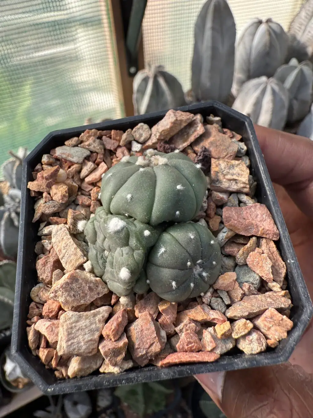 Astrophytum asterias 3 headed - Image 2