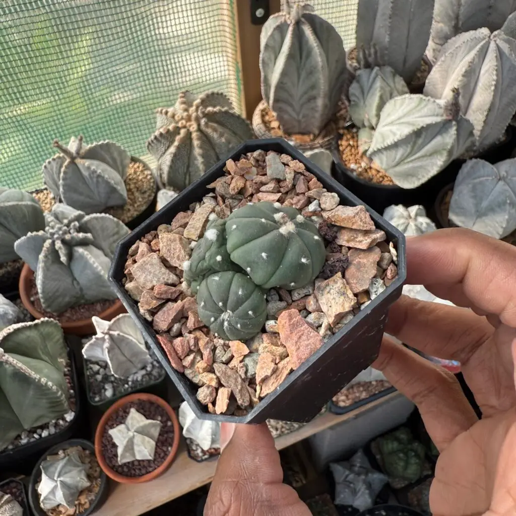 Astrophytum asterias 3 headed