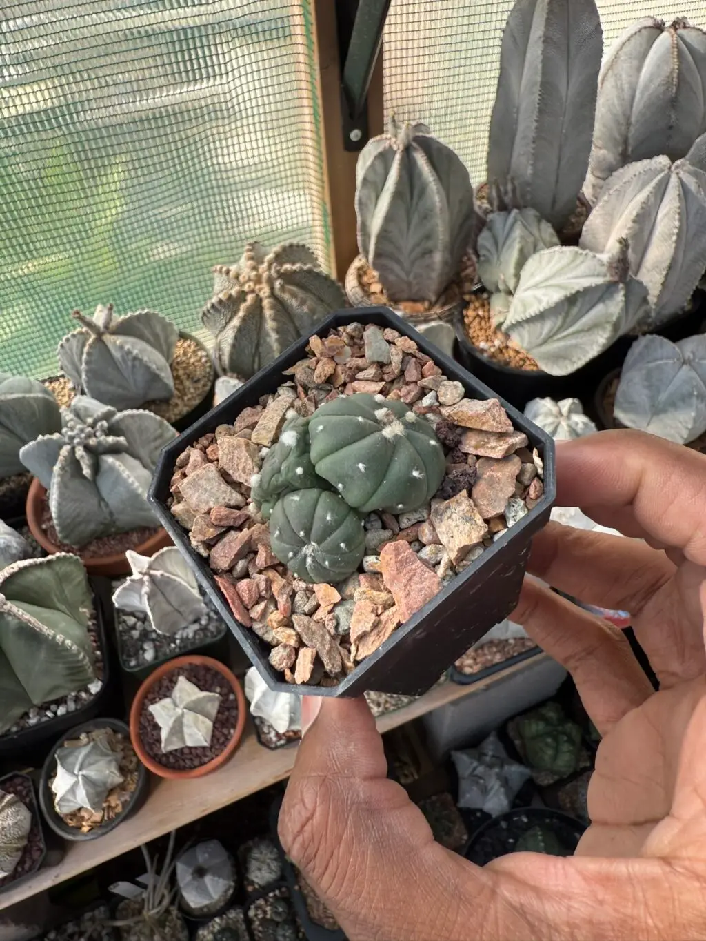 Astrophytum asterias 3 headed