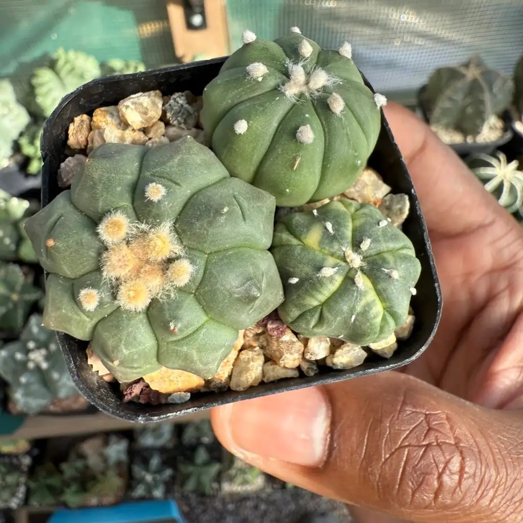 Astrophytum asterias cv. Kikko Bundle